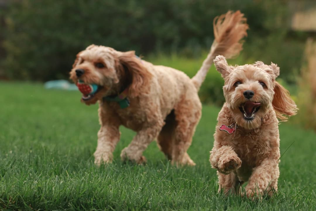 Pet Partner Match